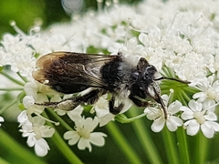 Andrena