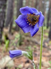 Pulsatilla ambigua