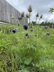 Pulsatilla ambigua