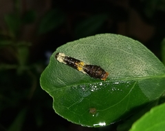 Heraclides homothoas