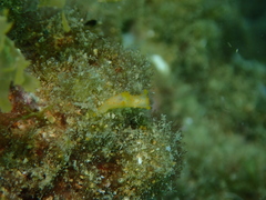 Crimora papillata