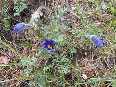 Pulsatilla ambigua