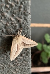 Cinommata bistrigata