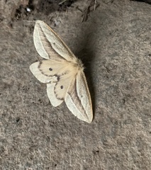 Cinommata bistrigata