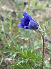 Pulsatilla ambigua