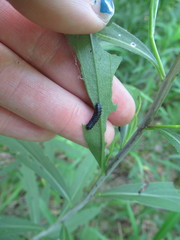 Trirhabda canadensis