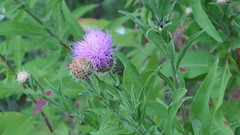 Cheirolophus sempervirens