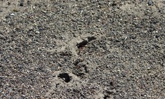 Pogonomyrmex occidentalis