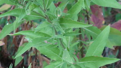 Cheirolophus sempervirens