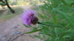 Cheirolophus sempervirens