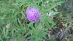 Cheirolophus sempervirens