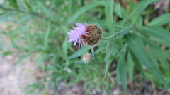 Cheirolophus sempervirens