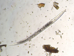 Rhabditidae
