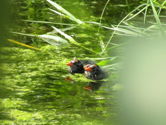 Gallinula chloropus