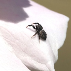 Sibianor aurocinctus