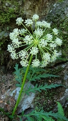 Molopospermum peloponnesiacum