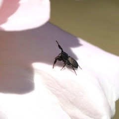 Sibianor aurocinctus