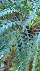 Molopospermum peloponnesiacum