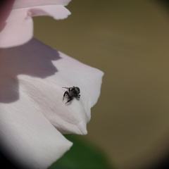 Sibianor aurocinctus