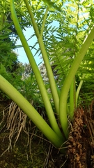 Molopospermum peloponnesiacum