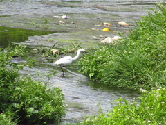 Egretta garzetta