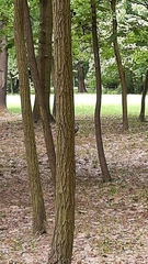 Certhia brachydactyla