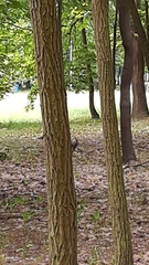 Certhia brachydactyla