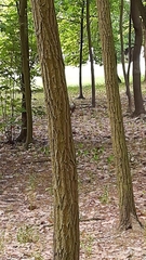 Certhia brachydactyla