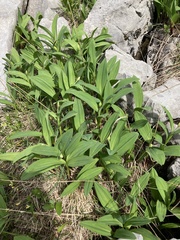 Allium victorialis