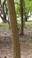 Certhia brachydactyla