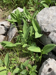 Allium victorialis