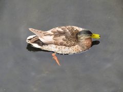 Anas platyrhynchos