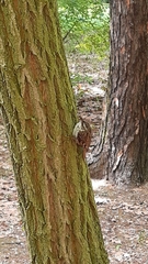 Certhia brachydactyla