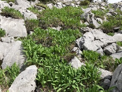 Allium victorialis