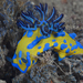 Verco's Nudibranch - Photo (c) Klaus Stiefel, some rights reserved (CC BY-NC)