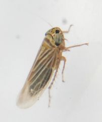 Graminella villica