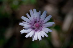 Crepis rubra