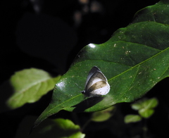 Udara akasa