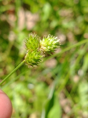 Carex molesta
