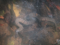 Cerberus schneiderii