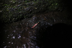 Chrysochroa fulgidissima