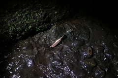 Chrysochroa fulgidissima