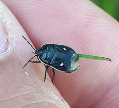 Adomerus biguttatus