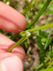 Carex molesta