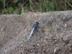 Orthetrum luzonicum