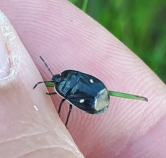 Adomerus biguttatus