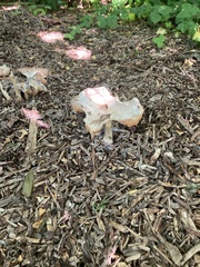 Fungi