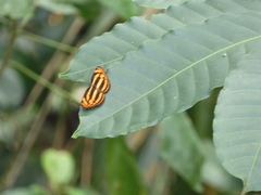 Lasippa tiga siaka