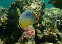 Chaetodon trifasciatus