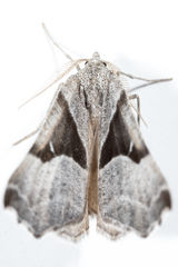 Plataea blanchardaria